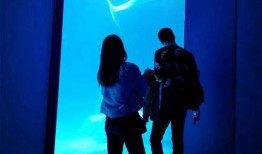 海洋最新爆料视频播放,最新爆料视频揭秘神秘海洋生物