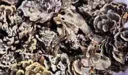 野生菌爆料视频大全最新